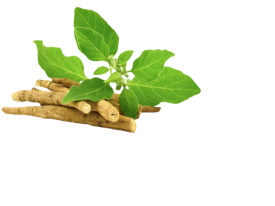 Ashwagandha Extract