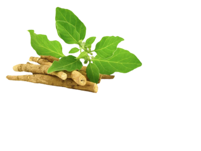 Ashwagandha Extract