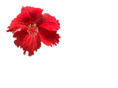 Hibiscus Rosasinensis L