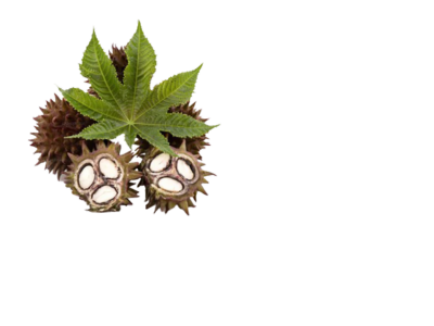 Ricinus Communis