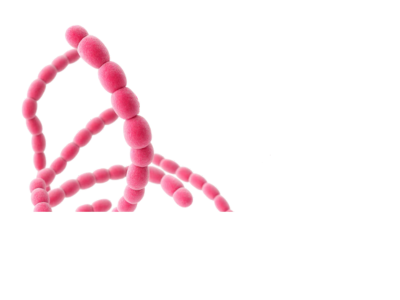 Streptococcus Thermophilus