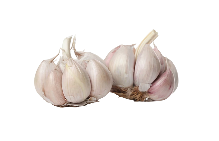 Garlic