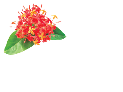 Saraca Asoka Roxb